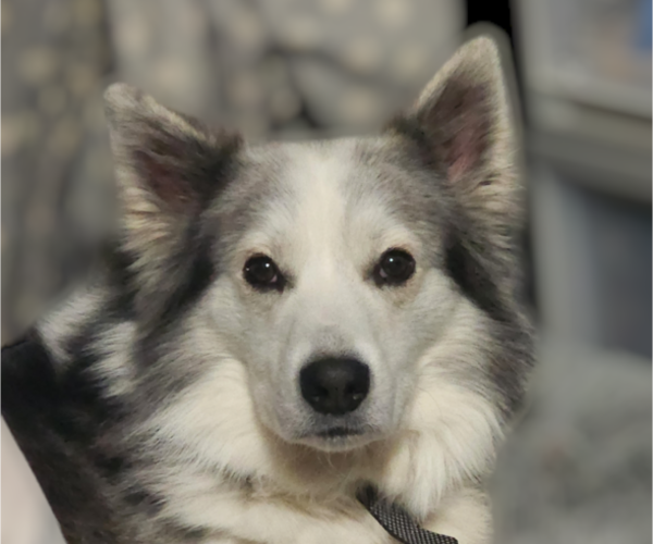 Medium Photo #1 Australian Shepherd-Siberian Husky Mix Puppy For Sale in MORENO VALLEY, CA, USA