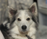 Small Photo #1 Australian Shepherd-Siberian Husky Mix Puppy For Sale in MORENO VALLEY, CA, USA