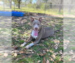 Small #2 American Pit Bull Terrier Mix