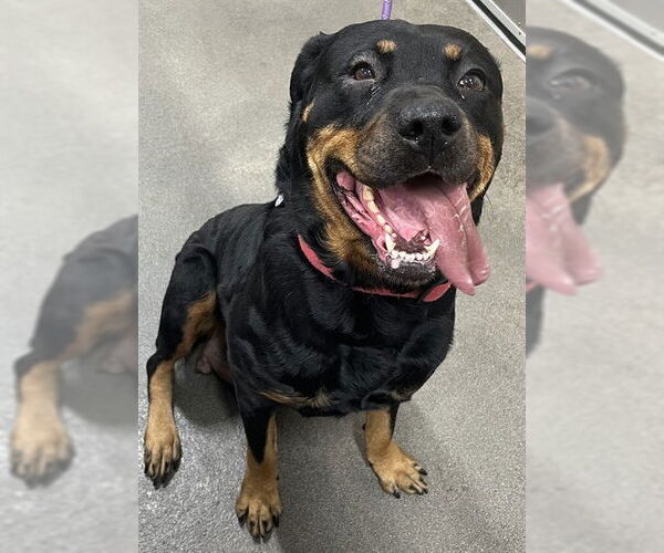 Medium Photo #1 Rottweiler Puppy For Sale in Forestville, MD, USA