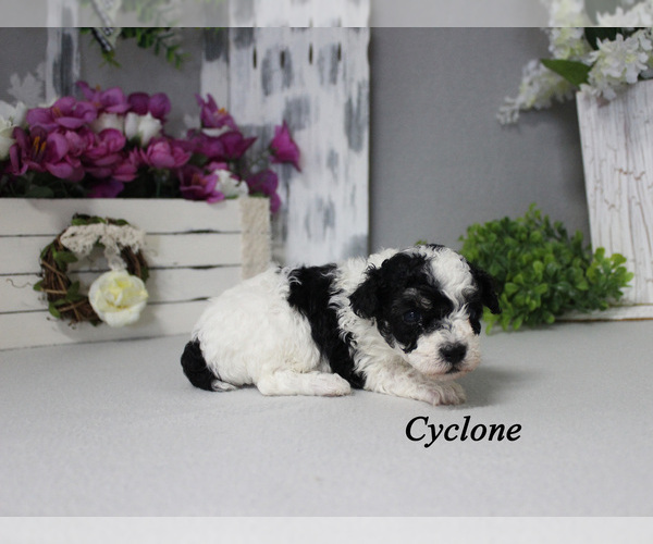 Medium Photo #5 Poodle (Toy) Puppy For Sale in CHANUTE, KS, USA