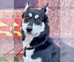 Small #7 Huskies  Mix