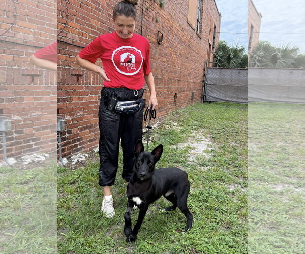 Medium Photo #2 Mutt Puppy For Sale in Sanford, FL, USA