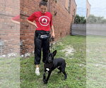 Small #1 Mutt