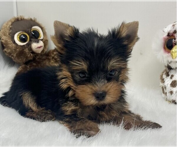 Medium Photo #1 Yorkshire Terrier Puppy For Sale in MIRAMAR, FL, USA
