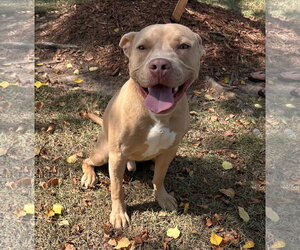 Ares - Male American Staffordshire Terrier-Labrador Retriever Mix Dog for Adoption - Photo #4