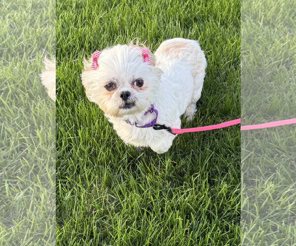Medium Photo #4 Shih Tzu Puppy For Sale in Omaha, NE, USA