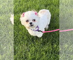Small #3 Shih Tzu