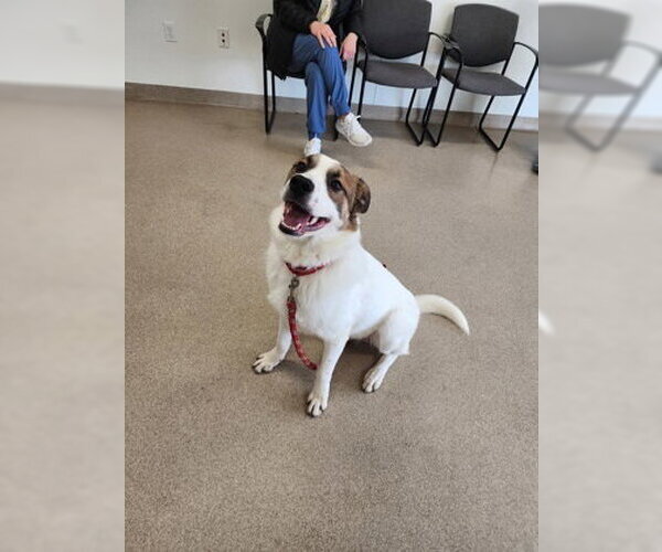 Medium Photo #1 Great Pyrenees-Unknown Mix Puppy For Sale in Oskaloosa, IA, USA