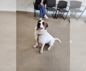 Great Pyrenees-Unknown Mix Dogs for adoption in Oskaloosa, IA, USA