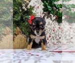 Small Photo #1 Chihuahua Puppy For Sale in KIRKWOOD, PA, USA