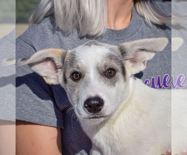 Medium Photo #2 Greyhoula Puppy For Sale in Huntley, IL, USA