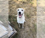 Small Photo #3 Mutt Puppy For Sale in Jackson, MS, USA