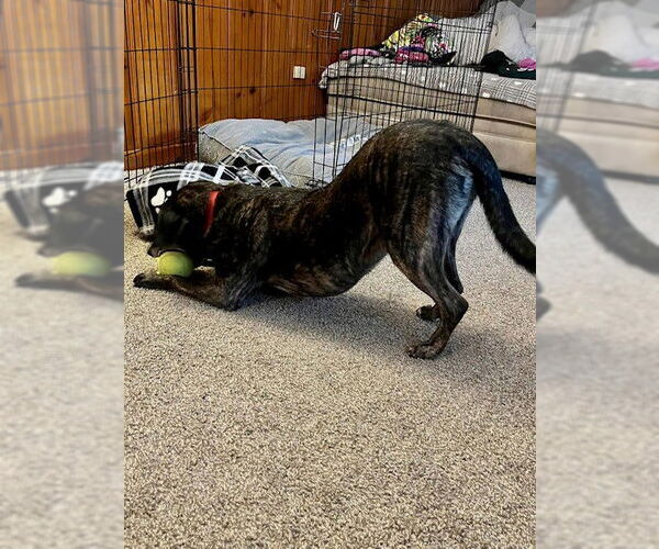 Medium Photo #11 Beagle-Unknown Mix Puppy For Sale in Rockaway, NJ, USA