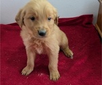 Puppy Milo Golden Retriever
