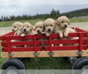 Golden Retriever Puppy for sale in BONNERS FERRY, ID, USA