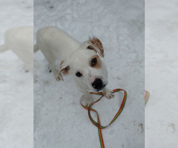Medium Photo #7 Labrador Retriever-Unknown Mix Puppy For Sale in Utica, NY, USA