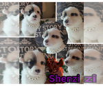 Puppy Puppy 3 Pembroke Welsh Corgi