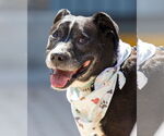 Small #3 American Pit Bull Terrier Mix