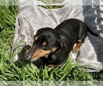 Small #2 Dachshund