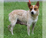 Small #1 Red Heeler Mix