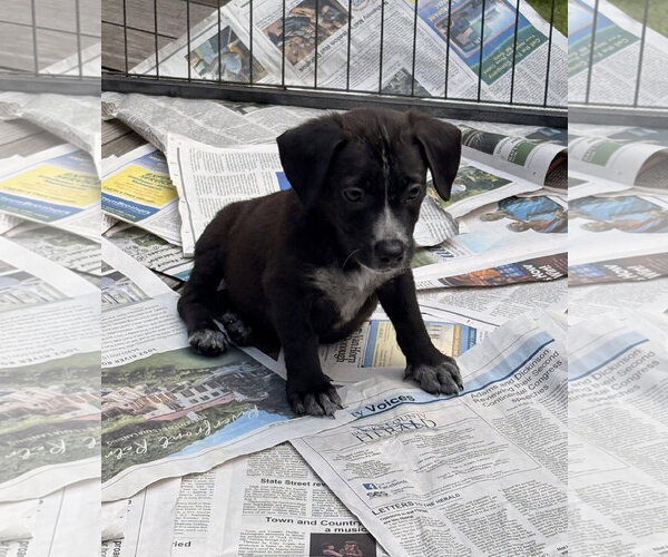 Medium Photo #2 Bulldog-Labrador Retriever Mix Puppy For Sale in Tarrytown, GA, USA