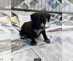 Small #1 Bulldog-Labrador Retriever Mix