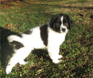 Newfoundland Puppy for Sale in MECHANICSVILLE, Maryland USA