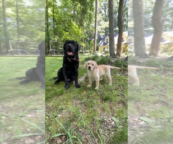 Medium Photo #24 Labrador Retriever Puppy For Sale in LOUISBURG, NC, USA