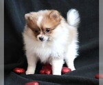 Small Photo #7 Pomeranian Puppy For Sale in ROCK VALLEY, IA, USA