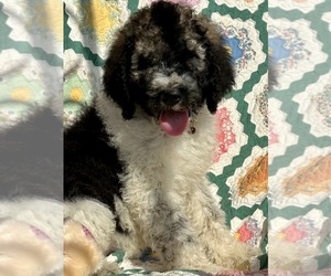 Poodle (Standard) Puppy for sale in TULSA, OK, USA