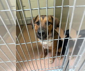 Australian Cattle Dog-German Shepherd Dog Mix Dogs for adoption in Ogden, UT, USA