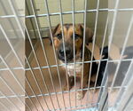 Small Australian Cattle Dog-German Shepherd Dog Mix
