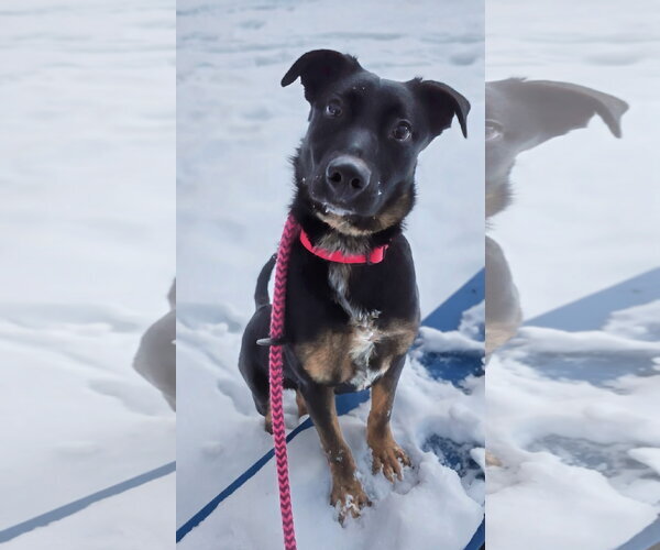 Medium Photo #7 Mutt Puppy For Sale in Rockaway, NJ, USA