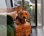 Small #14 Mutt