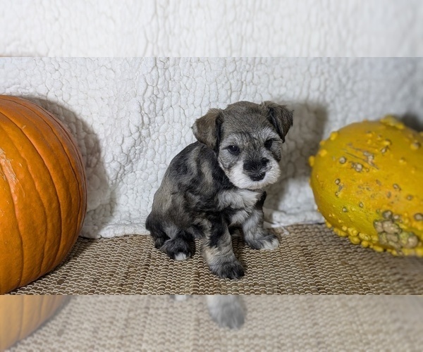 Medium Photo #2 Schnauzer (Miniature) Puppy For Sale in GOSHEN, IN, USA