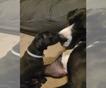 Small Photo #11 Great Dane Puppy For Sale in BENTON, AR, USA