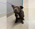 Small Bulldog Mix