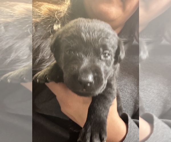 Medium Photo #12 Labrador Retriever Puppy For Sale in FARGO, ND, USA
