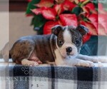 Small #2 Boston Terrier
