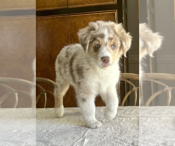 Medium Photo #1 Australian Shepherd Puppy For Sale in COLLEYVILLE, TX, USA