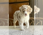 Small Australian Shepherd