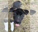 Small Photo #7 Akita Puppy For Sale in BIRON, WI, USA