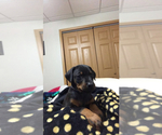 Small Photo #1 Doberman Pinscher Puppy For Sale in HORTONVILLE, WI, USA
