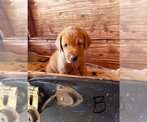 Labrador Retriever Puppy for sale in LAFAYETTE, TN, USA