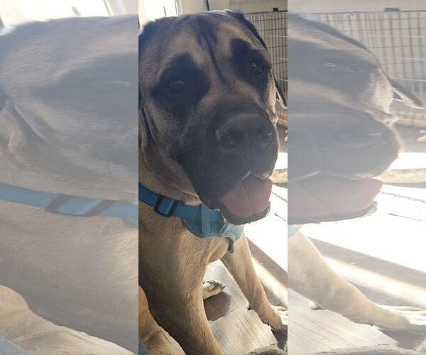 Medium Photo #9 Mastiff Puppy For Sale in Edmond, OK, USA