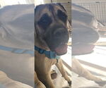 Small #8 Mastiff