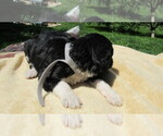Small #4 Bernedoodle