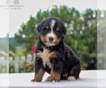 Small Photo #1 Bernese Mountain Dog Puppy For Sale in NARVON, PA, USA