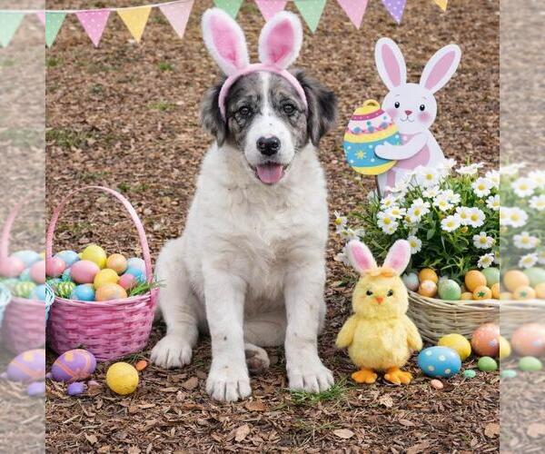 Medium Photo #4 Borador Puppy For Sale in Yardley, PA, USA
